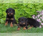 Small Photo #2 Rottweiler Puppy For Sale in MANHEIM, PA, USA
