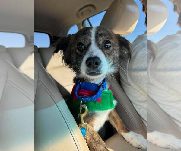 Medium Photo #2 Mutt Puppy For Sale in Mount Pleasant, SC, USA