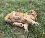 Small Photo #22 Goldendoodle Puppy For Sale in HOWARD CITY, MI, USA