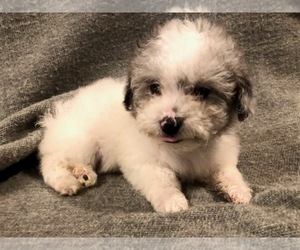 Aussiedoodle Miniature  Puppy for sale in CONNELLYS SPRINGS, NC, USA
