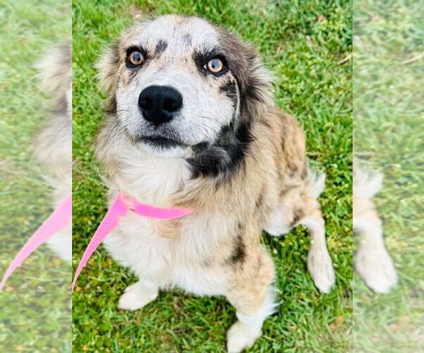 Medium Photo #3 Australian Shepherd Puppy For Sale in Claremore, OK, USA