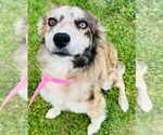 Small #2 Australian Shepherd
