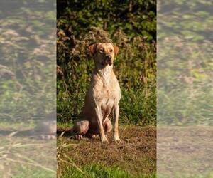 Father of the Labrador Retriever puppies born on 04/16/2023