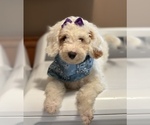 Image preview for Ad Listing. Nickname: SNOWY STELLA