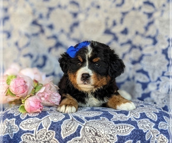 Medium Photo #6 Bernese Mountain Dog Puppy For Sale in HOLTWOOD, PA, USA