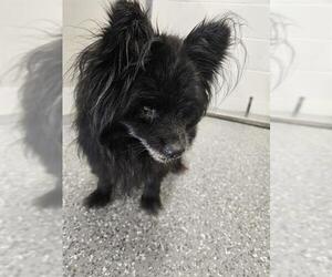 Pomeranian Dogs for adoption in Temple, TX, USA