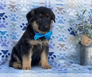 German Shepherd Dog Puppy for sale in LANCASTER, PA, USA