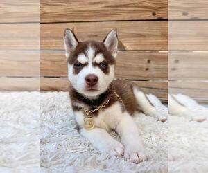 Siberian Husky Puppy for sale in TAMPA, FL, USA