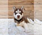 Small Siberian Husky