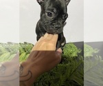 Small #3 Faux Frenchbo Bulldog
