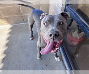 American Pit Bull Terrier Dogs for adoption in Denver, CO, USA