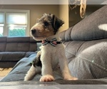 Small Photo #10 Wire Fox Terrier Puppy For Sale in FEASTERVILLE, PA, USA