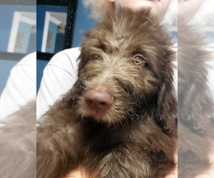 Bordoodle Puppy for sale in CHAPIN, SC, USA