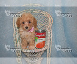 Small #5 Poodle (Toy)