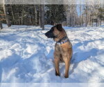 Small #25 German Shepherd Dog Mix