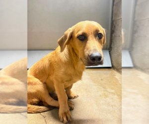 Johnny - Male Basset Hound-Retriever  Mix Dog for Adoption - Photo #6
