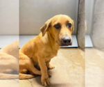 Small #5 Basset Hound-Retriever  Mix