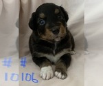 Small Australian Shepherd