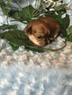 Small Photo #26 Yorkshire Terrier Puppy For Sale in KYLE, TX, USA