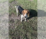 Small #1 Beagle