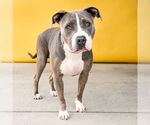 Small American Pit Bull Terrier