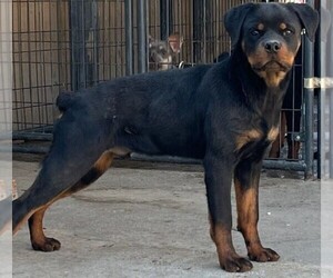 Rottweiler Puppy for sale in DEL ROSA, CA, USA