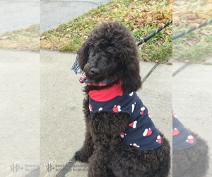Poodle (Miniature) Puppy for sale in SOUTHFIELD, MI, USA