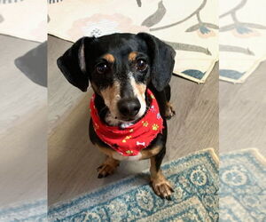 Dachshund Dogs for adoption in San Leon, TX, USA