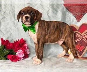 Boxer Puppy for sale in LANCASTER, PA, USA