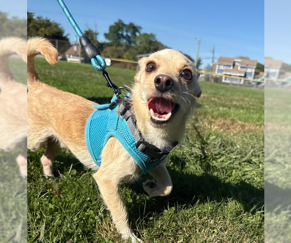 Medium Photo #7 Chihuahua-Unknown Mix Puppy For Sale in Cranston, RI, USA