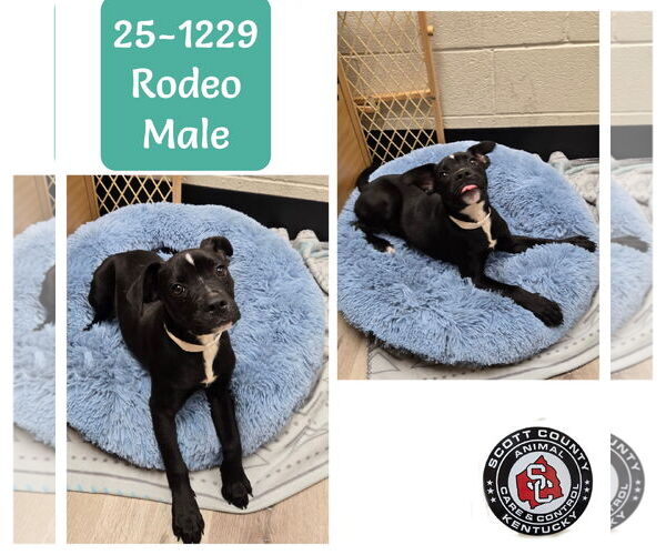 Medium Photo #2  Puppy For Sale in , 