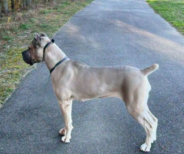 Medium Photo #1 Cane Corso Puppy For Sale in NANJEMOY, MD, USA