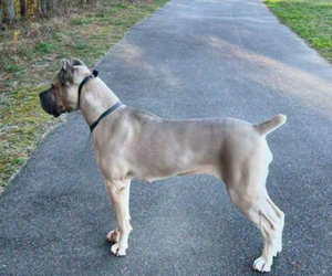 Mother of the Cane Corso puppies born on 05/10/2025