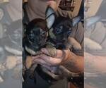 Small Photo #12 Chihuahua Puppy For Sale in PHILADELPHIA, PA, USA