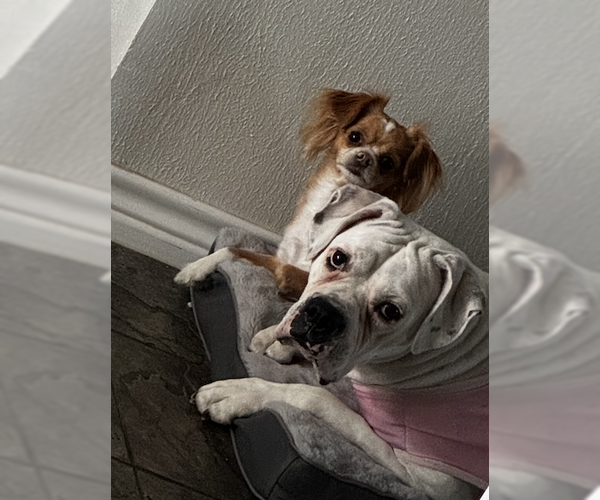 Medium Photo #3 Boxer Puppy For Sale in  Katy, TX, USA