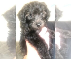 YorkiePoo Puppy for sale in AM FORK, UT, USA