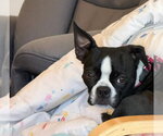Small #4 Boston Terrier