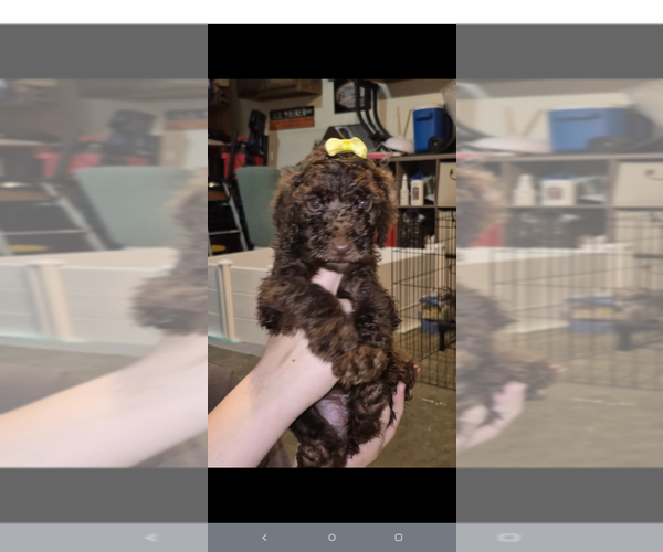 Medium Photo #2 Poodle (Standard) Puppy For Sale in ELGIN, SC, USA