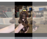 Small #1 Poodle (Standard)