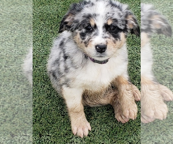 Medium Photo #4 Australian Shepherd Puppy For Sale in BRIGGSDALE, CO, USA