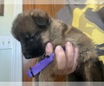 Small #5 German Shepherd Dog