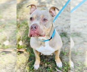 American Pit Bull Terrier Dogs for adoption in Jackson , NJ, USA