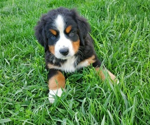 Bernese Mountain Dog Puppy for sale in LEETONIA, OH, USA