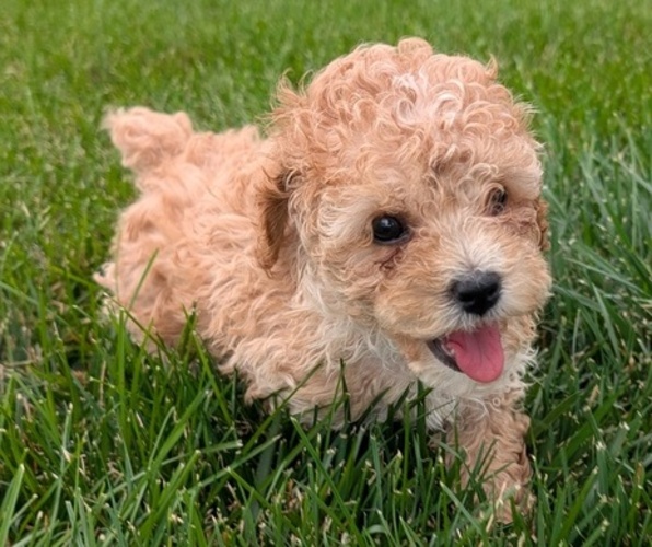 Medium Photo #10 Cock-A-Poo Puppy For Sale in GOSHEN, IN, USA