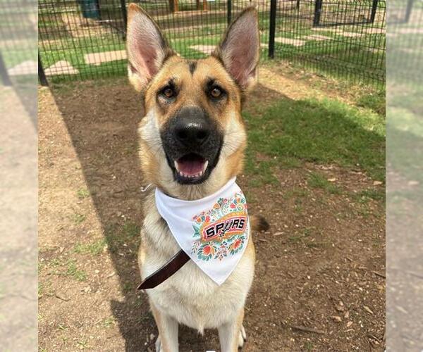 Medium Photo #1 German Shepherd Dog Puppy For Sale in San Antonio, TX, USA
