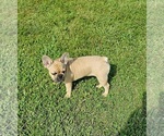Puppy Sassy French Bulldog