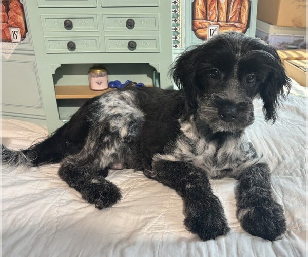 Medium Photo #3 Schnauzer (Miniature) Puppy For Sale in MORENO VALLEY, CA, USA