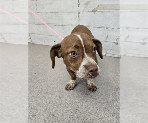 Medium Photo #1 Dachshund-Unknown Mix Puppy For Sale in San Bernardino, CA, USA