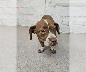 Dachshund-Unknown Mix Dogs for adoption in San Bernardino, CA, USA