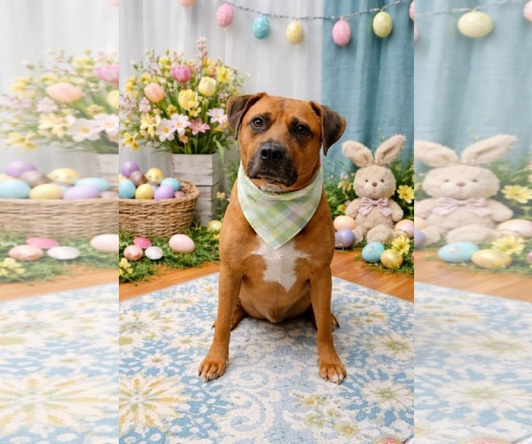 Medium Photo #1 American Pit Bull Terrier-Unknown Mix Puppy For Sale in Germantown, OH, USA